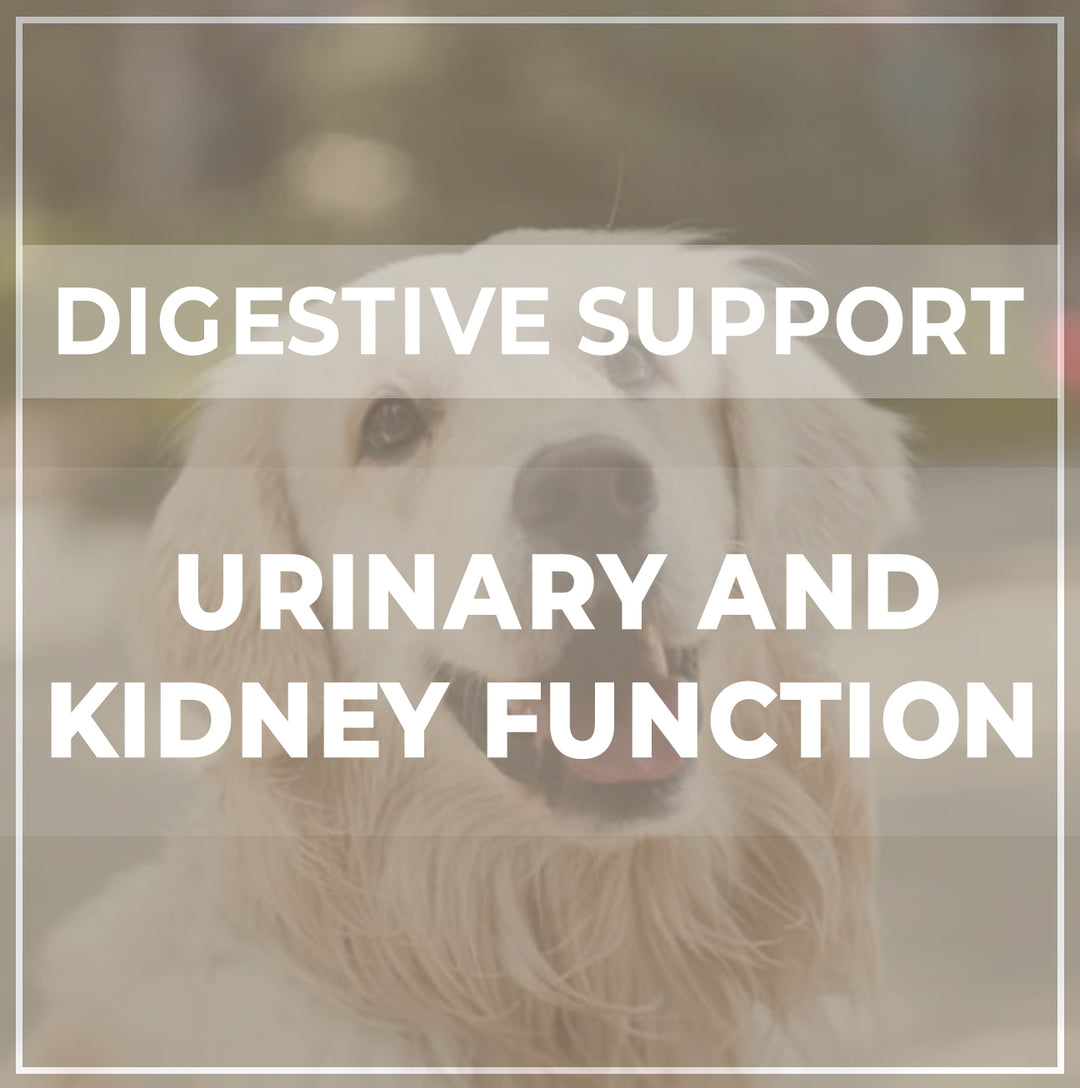 DIGESTIVE SUPPORT